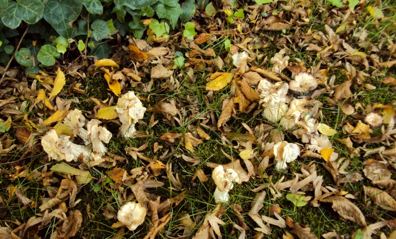 bulimia fungina al parco